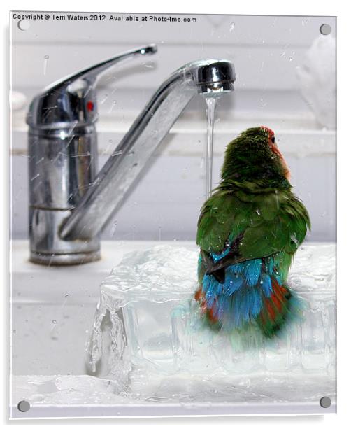 The Lovebird's Shower Acrylic by Terri Waters