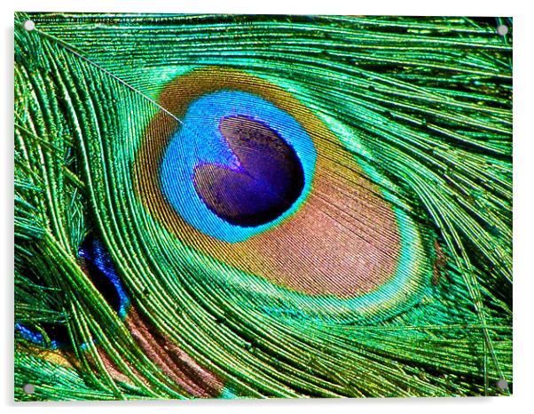 The Peacock's Tail Eye Acrylic by Terri Waters