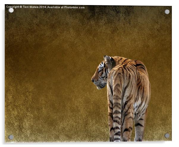  Amur Tiger Acrylic by Terri Waters