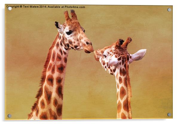   Je T'aime Giraffes Acrylic by Terri Waters
