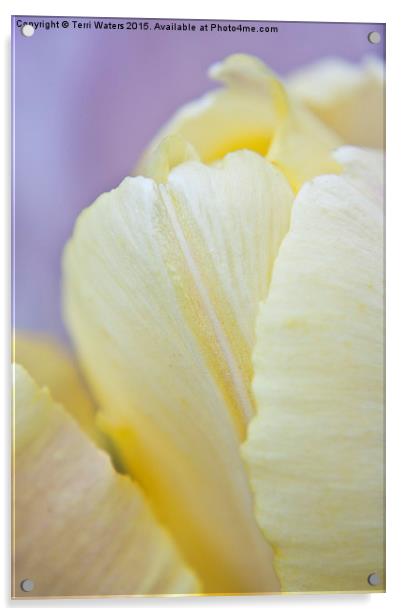  Cream Tulip Acrylic by Terri Waters