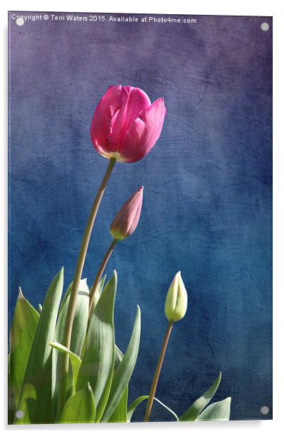  Tulips Acrylic by Terri Waters
