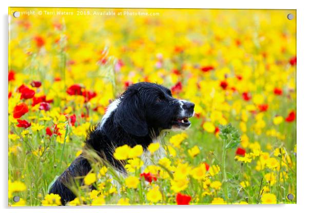 Happy Dog in the Flowers Acrylic by Terri Waters