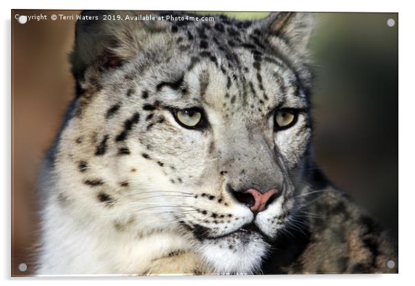 Snow Leopard Uncia Uncia Acrylic by Terri Waters