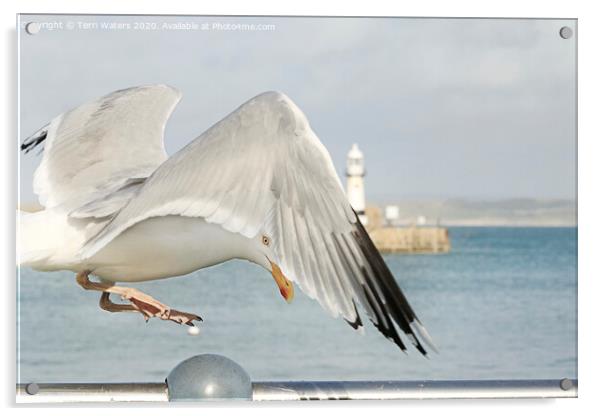 St Ives Seagull Acrylic by Terri Waters