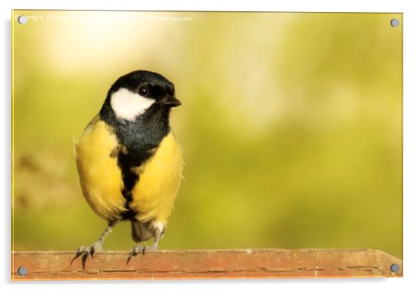 Great Tit on a Fence Acrylic by Terri Waters
