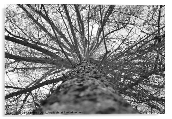 Tree From Below Acrylic by David Murrell