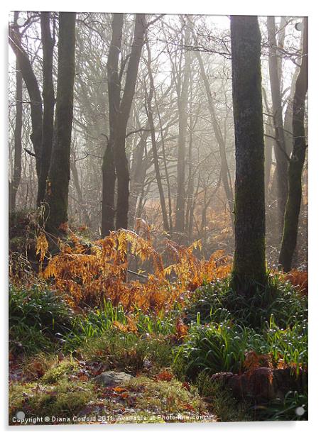 Wet ferns & misty forest walk Acrylic by DEE- Diana Cosford