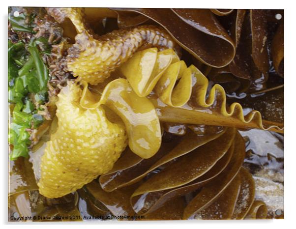 Tangled Seaweed Acrylic by DEE- Diana Cosford