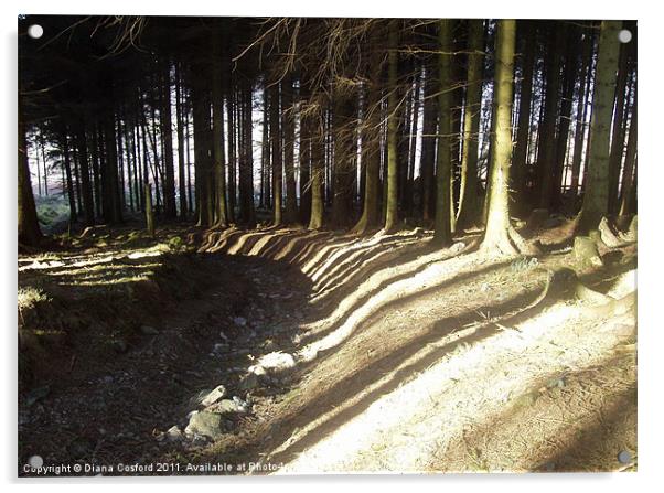 Striped shadows over woodland track Acrylic by DEE- Diana Cosford
