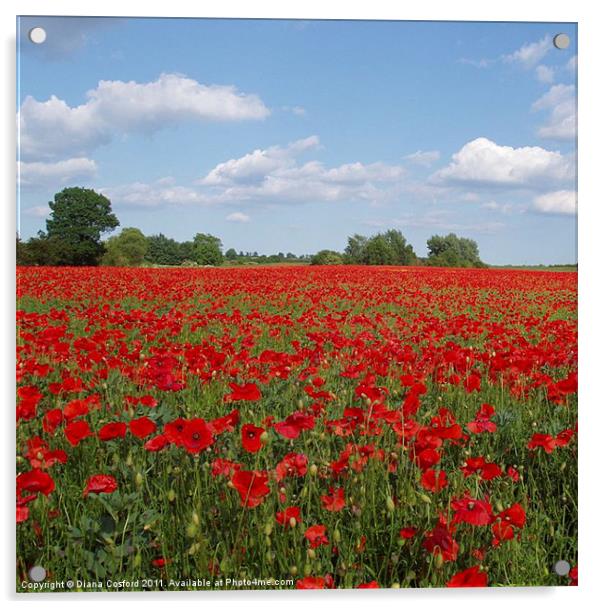 Poppy Field, Northamptonshire, England Acrylic by DEE- Diana Cosford