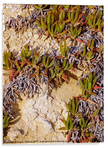 Wild plant, Greek Island Acrylic by DEE- Diana Cosford