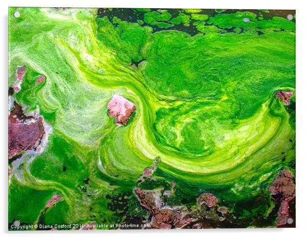 Dale Peninsular swirling seaweed Acrylic by DEE- Diana Cosford