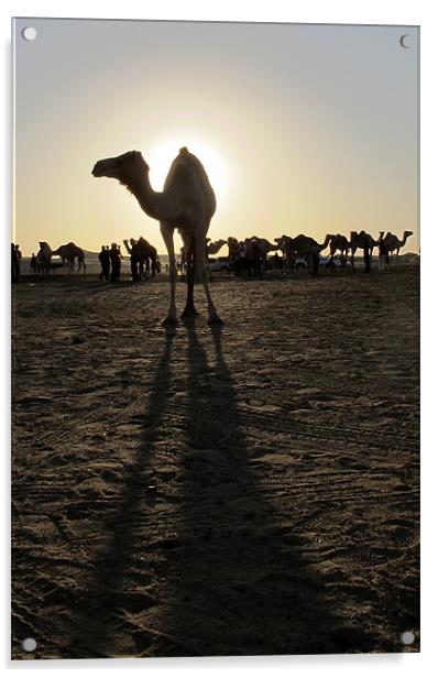 Lone camel silhouette, long shadows Acrylic by DEE- Diana Cosford