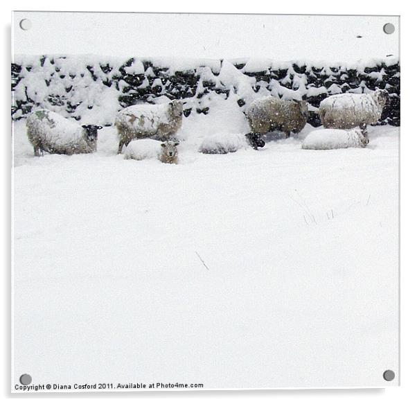 Sheep sheltering in snow Acrylic by DEE- Diana Cosford