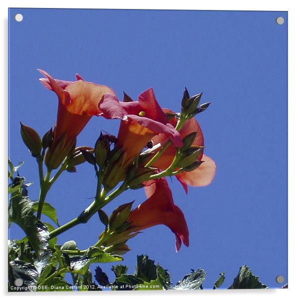 Pelargonium, orange red, against sky Acrylic by DEE- Diana Cosford