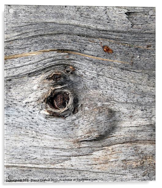 Eye of tree bark, Lilleshall Acrylic by DEE- Diana Cosford