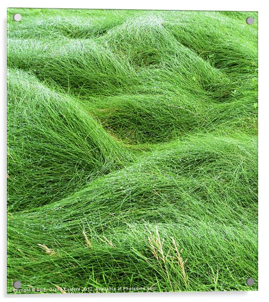 Windswept coastal grasses, Wales Acrylic by DEE- Diana Cosford