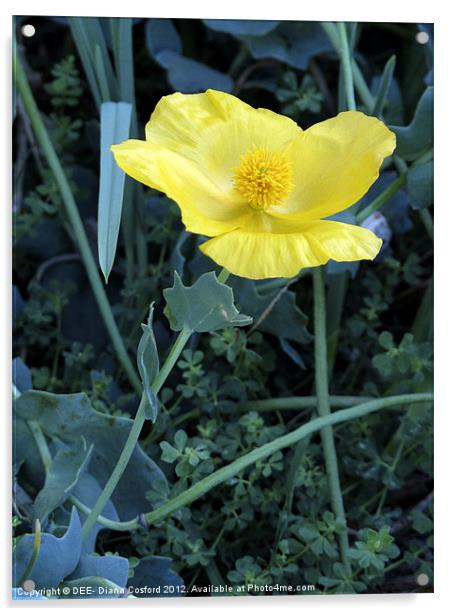 Yellow Poppy Acrylic by DEE- Diana Cosford