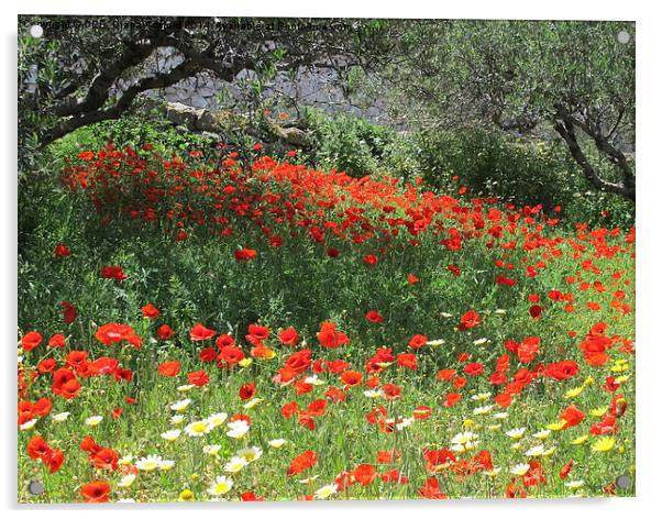 Poppies in Olive Grove Acrylic by DEE- Diana Cosford