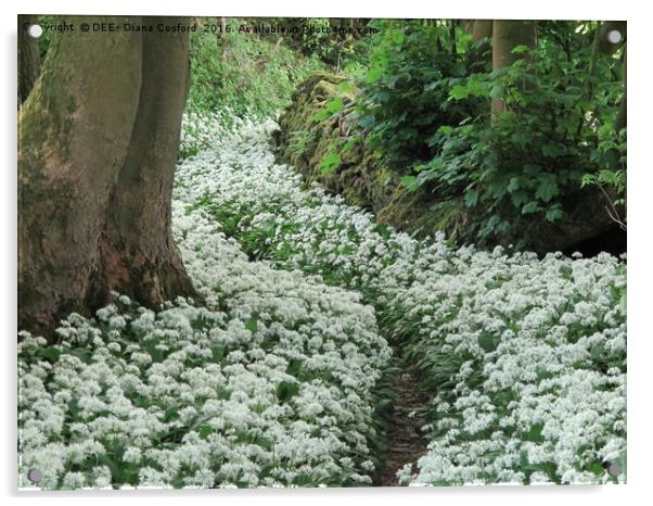 Wild Garlic (Ransom) secret pathway Cumbria, Lakes Acrylic by DEE- Diana Cosford