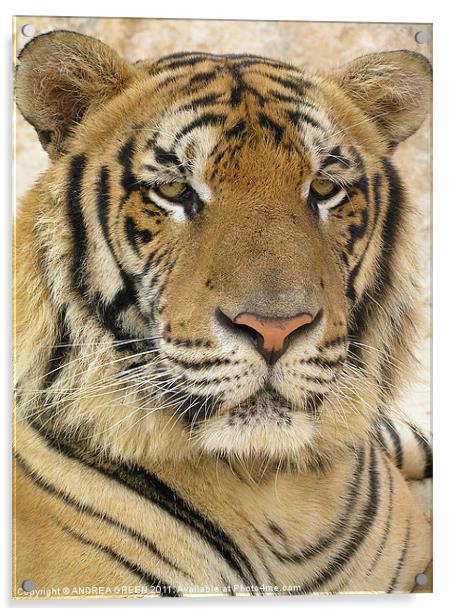 MAJESTIC TIGER Acrylic by ANDREA GREEN