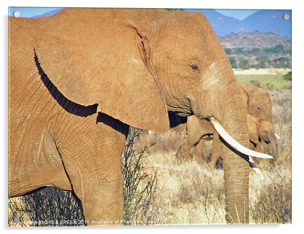 AFRICAN ELEPHANT ON THE MASAI MARA Acrylic by ANDREA GREEN