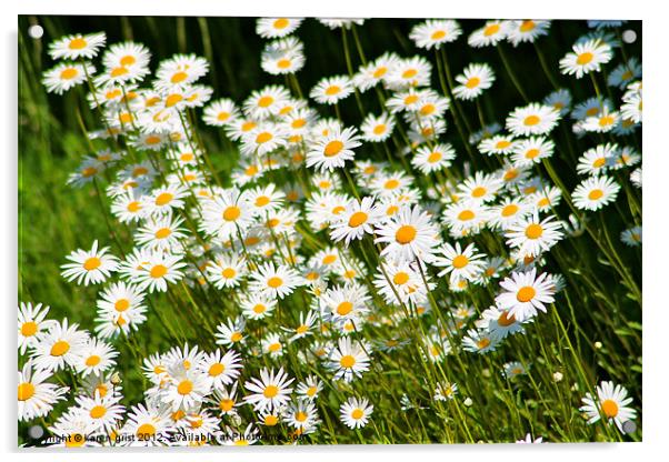 Daisy day Acrylic by karen grist