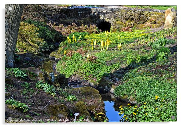 Spring's Awakening: Enchanting Harlow Carr Stream Acrylic by Colin Metcalf