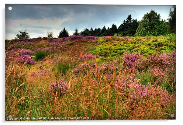 Otley Chevin Heathland Acrylic by Colin Metcalf