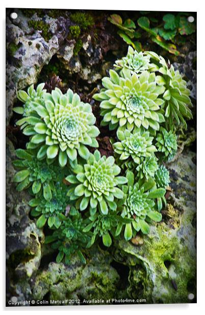 Green Alpine Rosettes Acrylic by Colin Metcalf