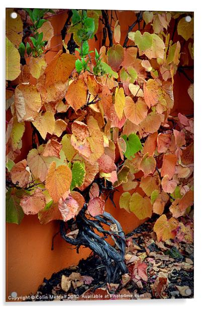 Autumn Vine Acrylic by Colin Metcalf