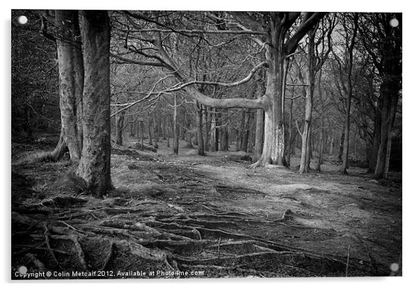 Chevin Forest Park #3 Mono Acrylic by Colin Metcalf