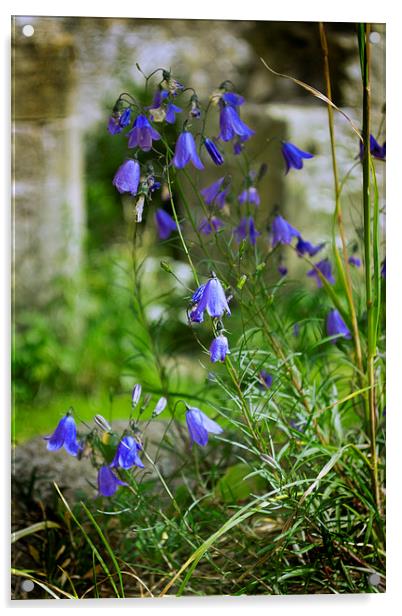  Harebells Acrylic by Colin Metcalf