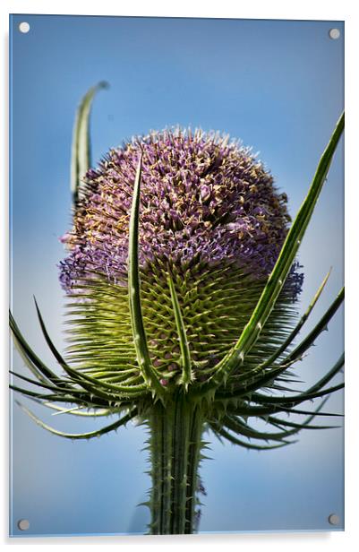  Fuller's Teasel Acrylic by Colin Metcalf