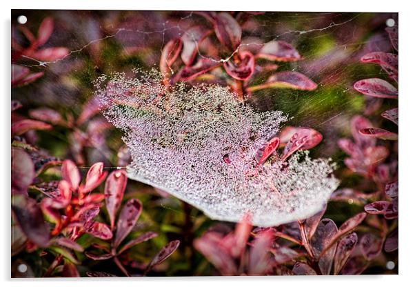  Jewelled Web Acrylic by Colin Metcalf