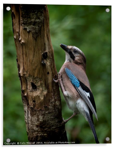 A Jay Acrylic by Colin Metcalf