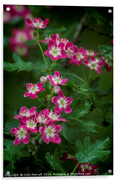 Pink Hawthorn Blossom Acrylic by Colin Metcalf