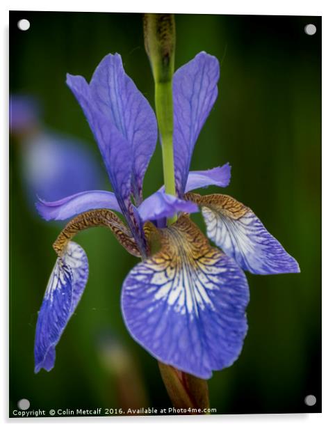 Blue Iris Acrylic by Colin Metcalf
