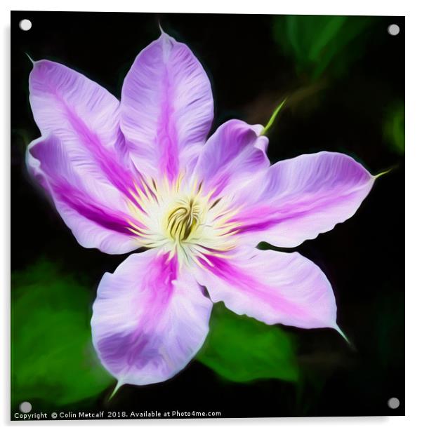 A Pink and Mauve Clematis Acrylic by Colin Metcalf