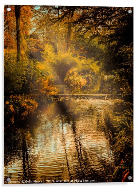 Autumn Light Acrylic by Colin Metcalf