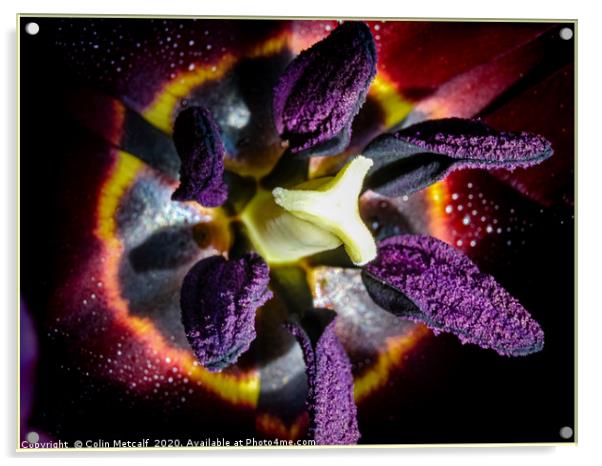 Black Tulip, Queen of Night. Acrylic by Colin Metcalf