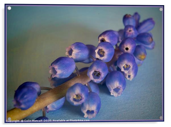 Grape Hyacinth (Muscari) Acrylic by Colin Metcalf