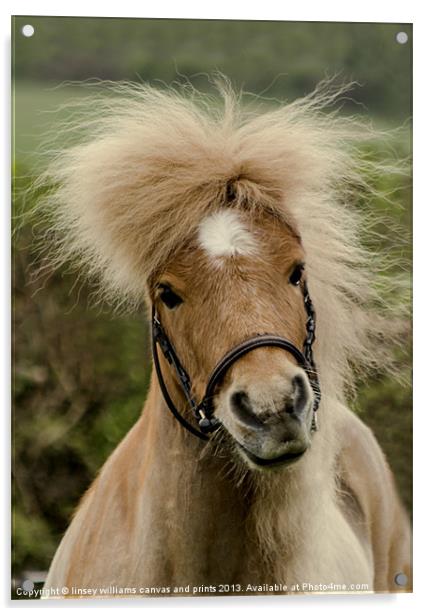 Bad Hair Day 2 Acrylic by Linsey Williams