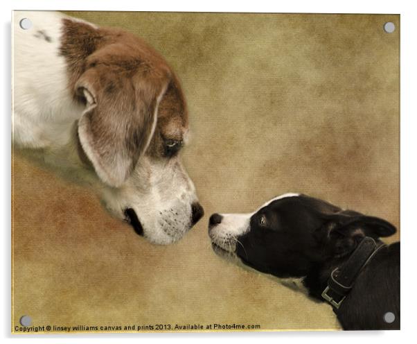 Nose To Nose Dogs Acrylic by Linsey Williams