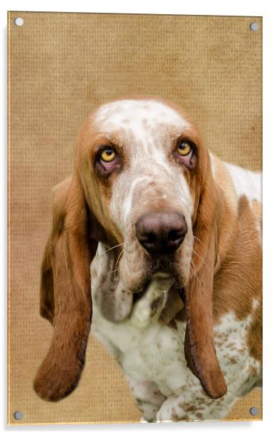 The Basset Hound Acrylic by Linsey Williams