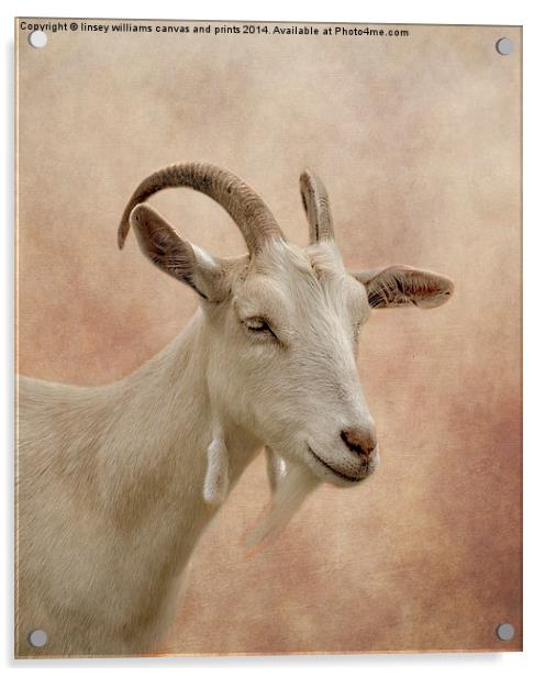 GOAT Acrylic by Linsey Williams