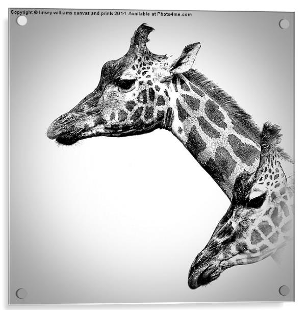  Giraffes In Black And White Acrylic by Linsey Williams