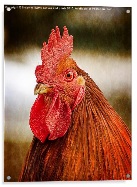  Cockerel/Rooster Portrait  Acrylic by Linsey Williams