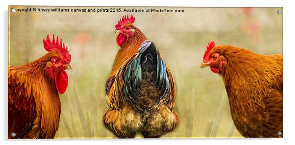 Hens. Hen Party. Look At The State Of That! Acrylic by Linsey Williams